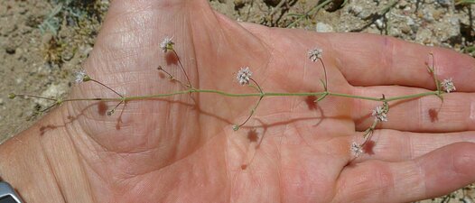 Eriogonum angulosum Flower